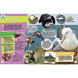 Birds. 250 Incredible Facts