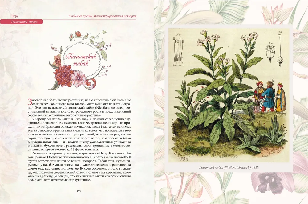 Favorite Flowers. An Illustrated Story