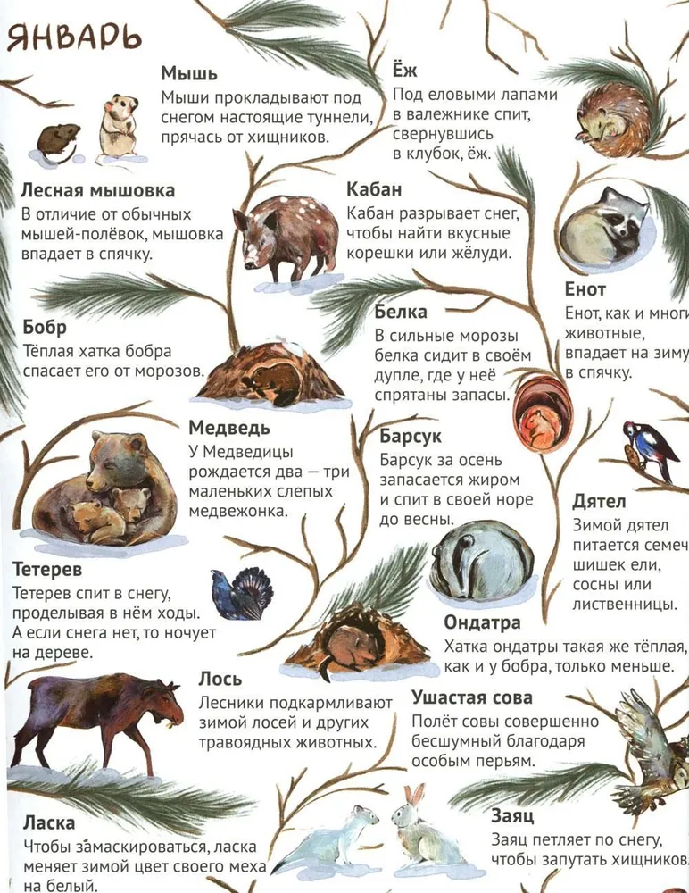 From Winter to Summer. How Forest Animals Live