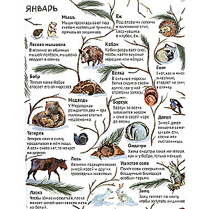 From Winter to Summer. How Forest Animals Live