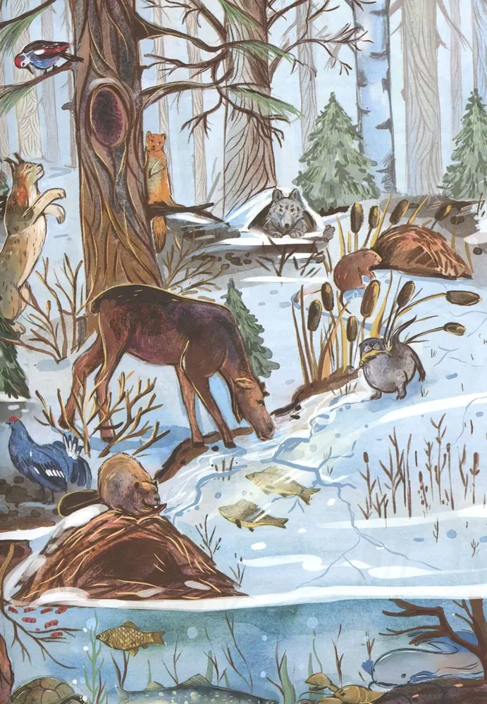 From Winter to Summer. How Forest Animals Live