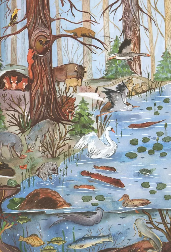 From Winter to Summer. How Forest Animals Live