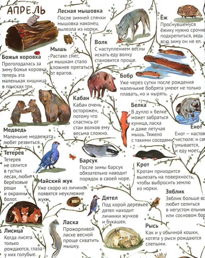 From Winter to Summer. How Forest Animals Live