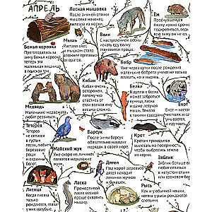 From Winter to Summer. How Forest Animals Live