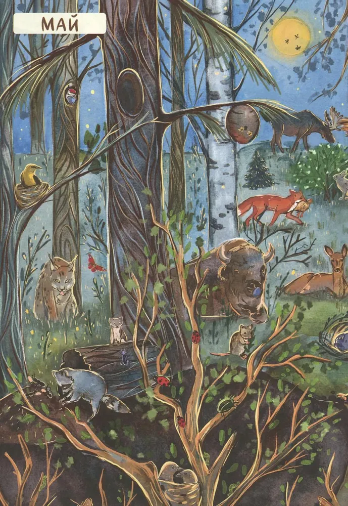 From Winter to Summer. How Forest Animals Live