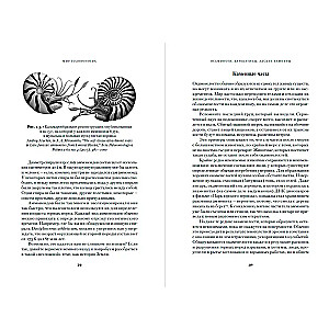 Octopuses, Cuttlefish, Hellish Vampires: 500 Million Years of Cephalopod History