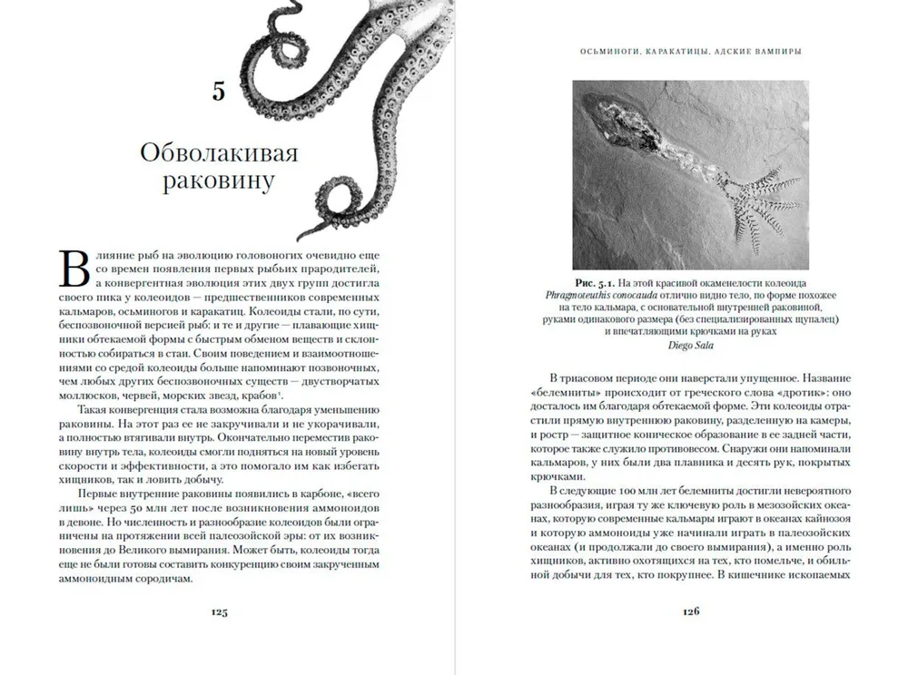 Octopuses, Cuttlefish, Hellish Vampires: 500 Million Years of Cephalopod History