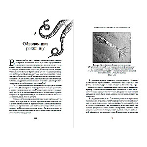 Octopuses, Cuttlefish, Hellish Vampires: 500 Million Years of Cephalopod History