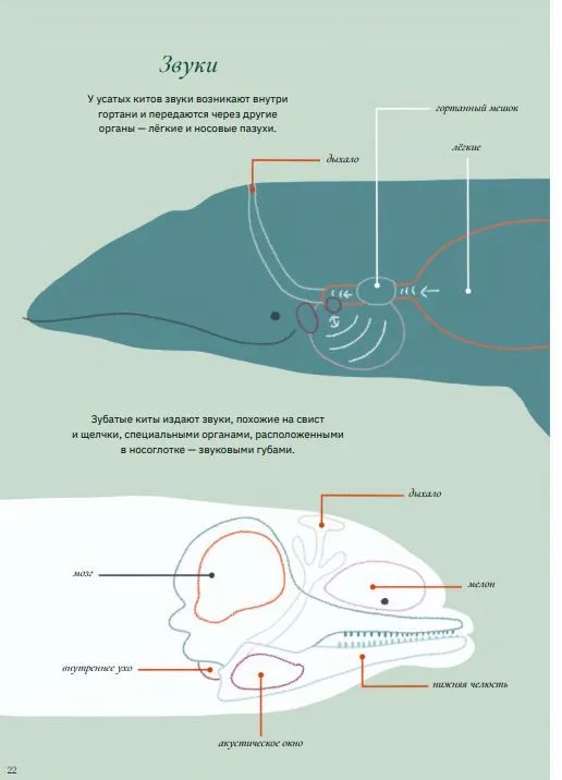 Whales and Us
