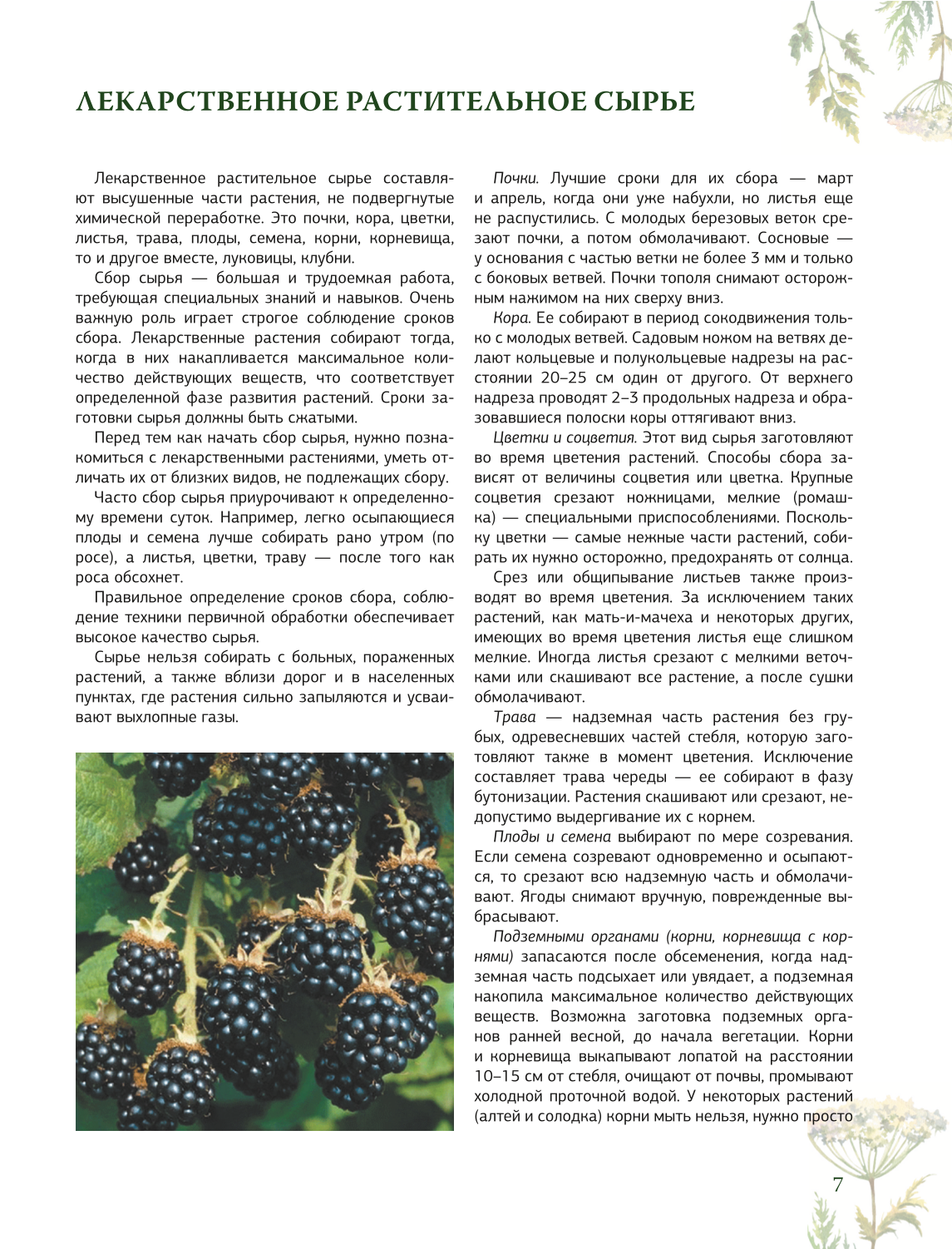 Ziołolecznictwo. Wielka encyklopedia roślin leczniczych