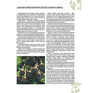 Ziołolecznictwo. Wielka encyklopedia roślin leczniczych