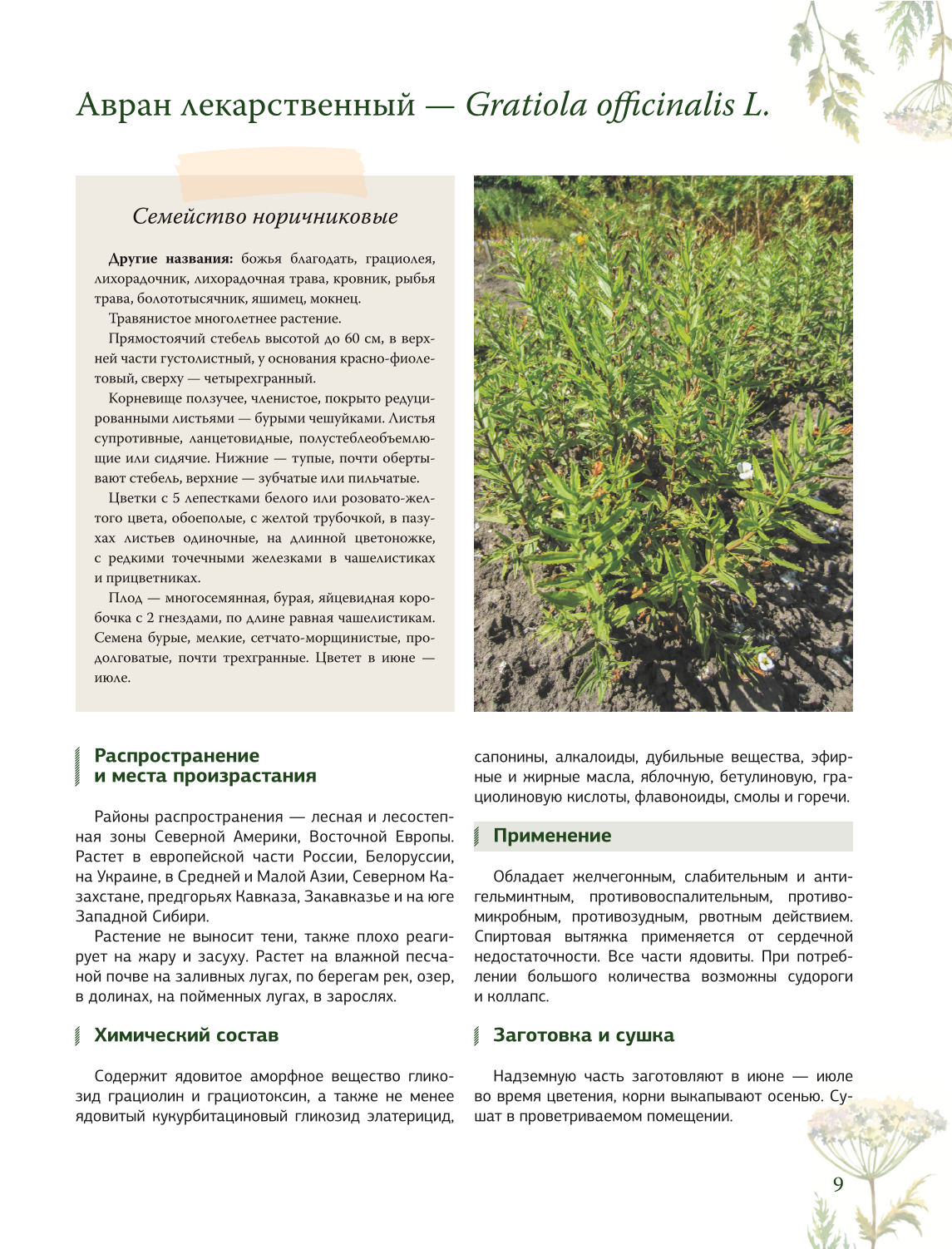 Ziołolecznictwo. Wielka encyklopedia roślin leczniczych