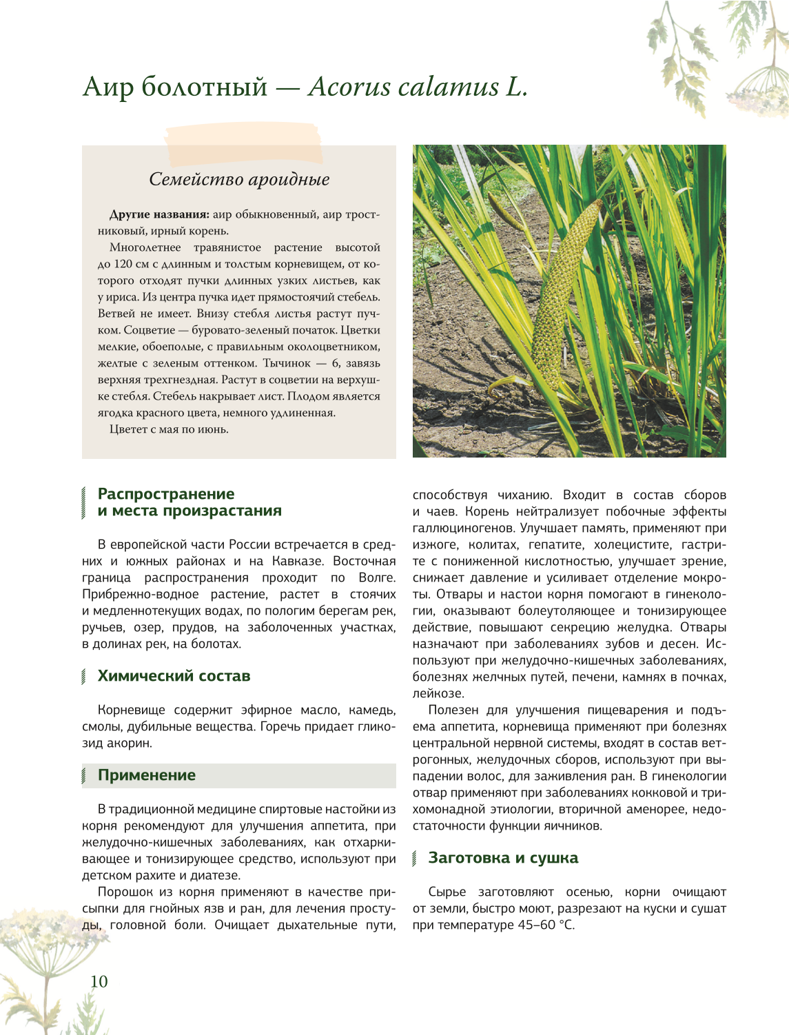 Ziołolecznictwo. Wielka encyklopedia roślin leczniczych