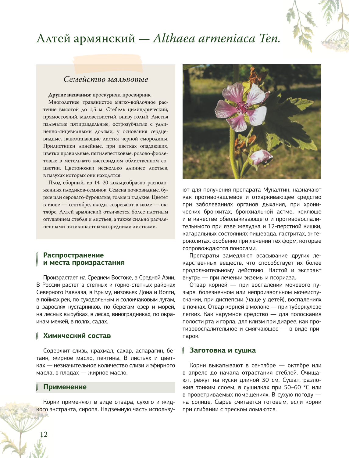 Ziołolecznictwo. Wielka encyklopedia roślin leczniczych