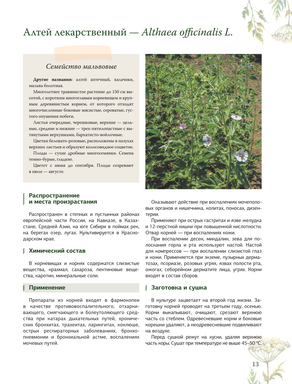 Ziołolecznictwo. Wielka encyklopedia roślin leczniczych