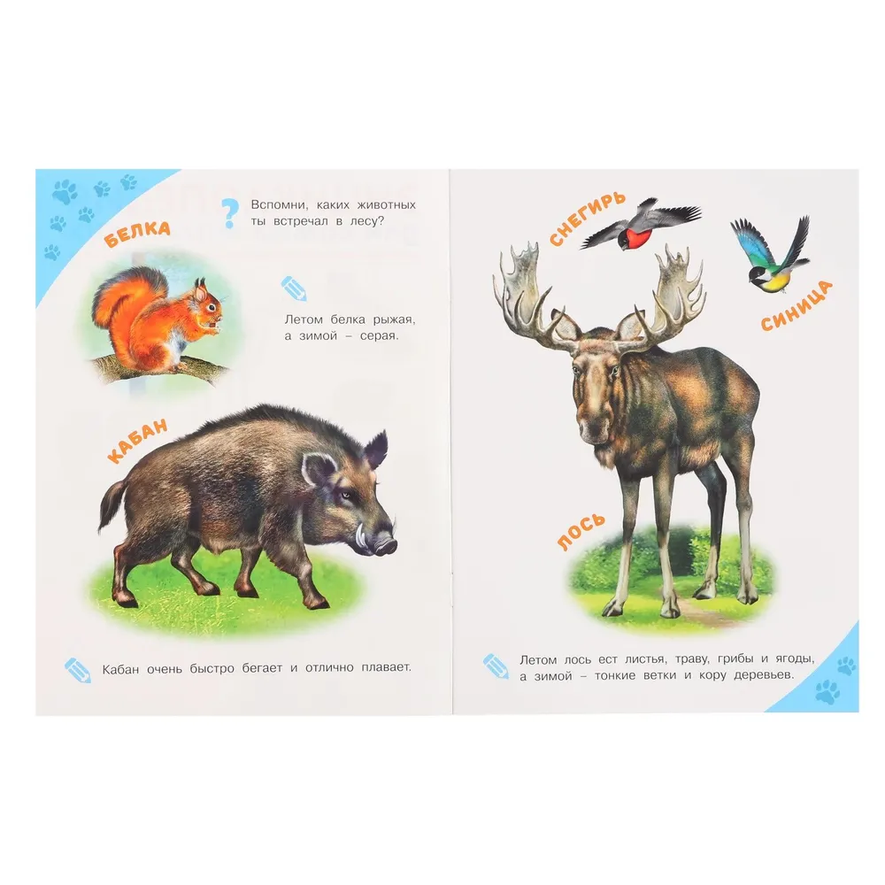 Forest Animals