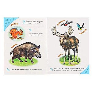 Forest Animals