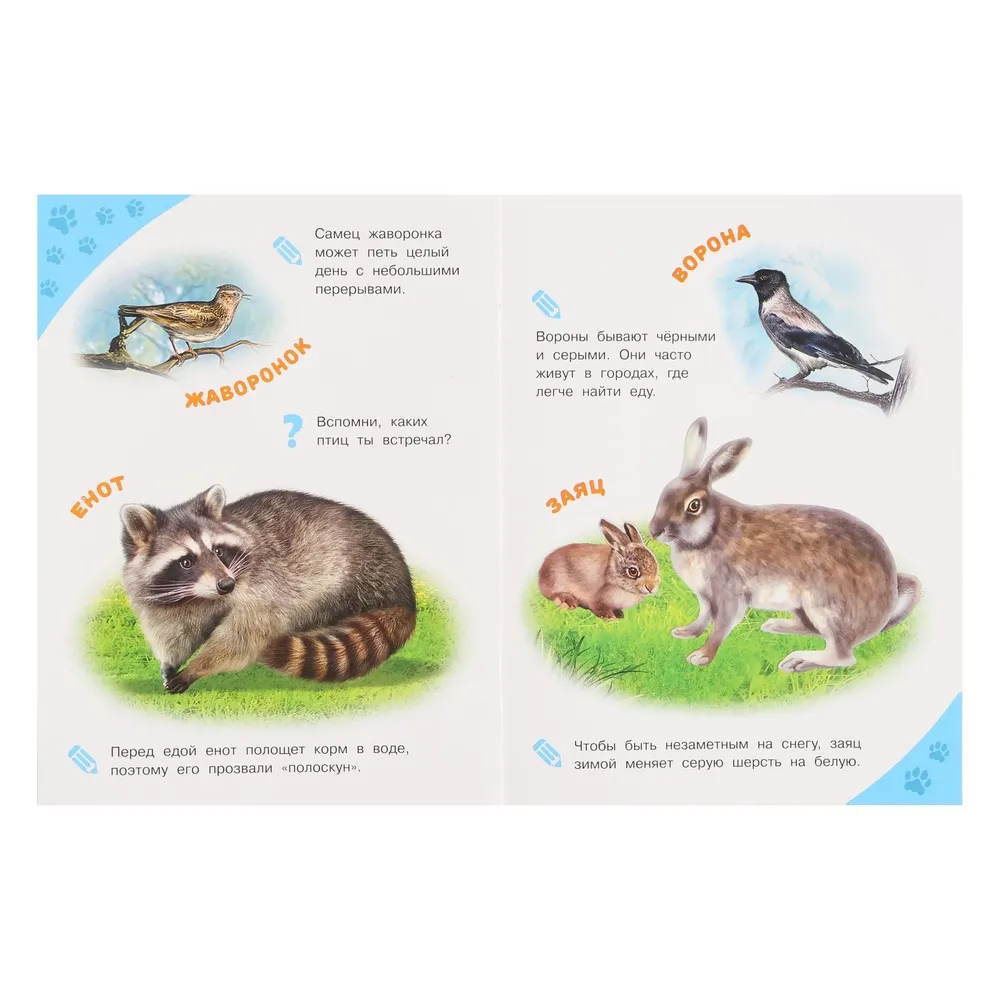 Forest Animals