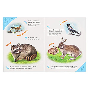 Forest Animals