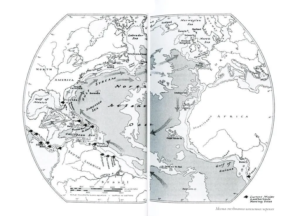 In Pursuit of the Turtle. A Journey of 200 Million Years