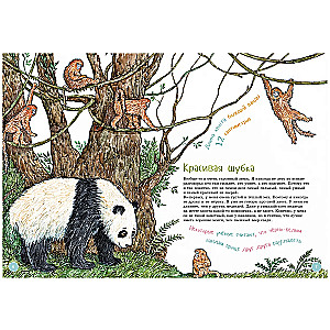 I am a big panda