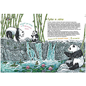 I am a big panda