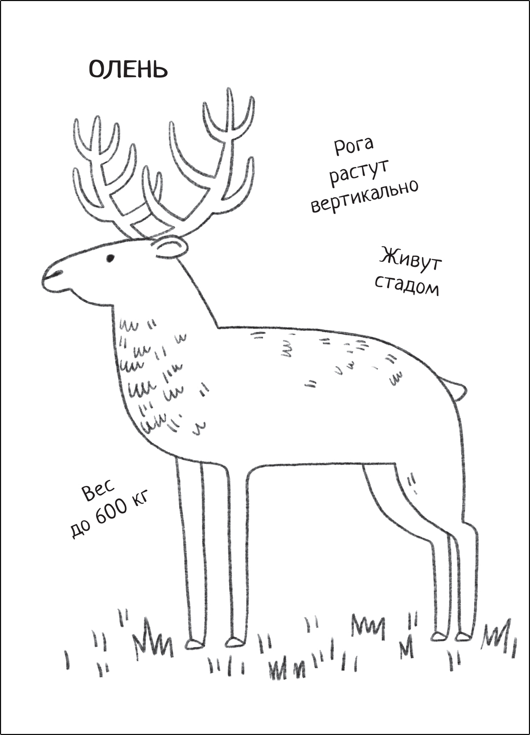 Educational Coloring Book In the Forest