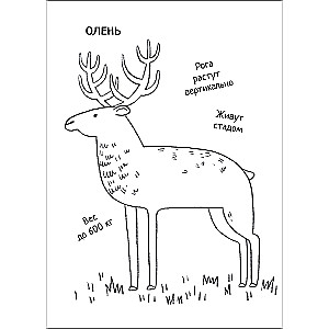 Educational Coloring Book In the Forest