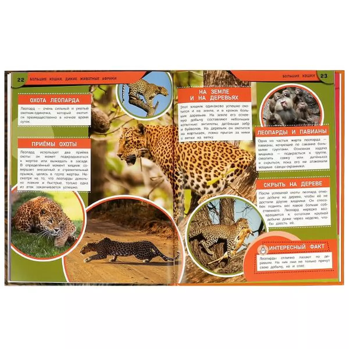 Big Cats. Wild Animals of Africa. Encyclopedia
