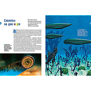 Secrets of the Seas and Oceans