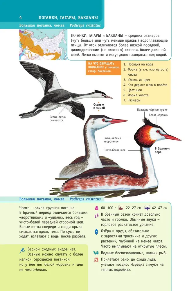 Birds of Russia