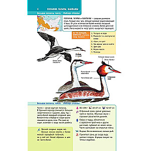 Birds of Russia