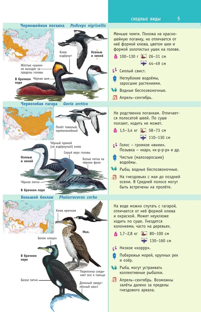Birds of Russia