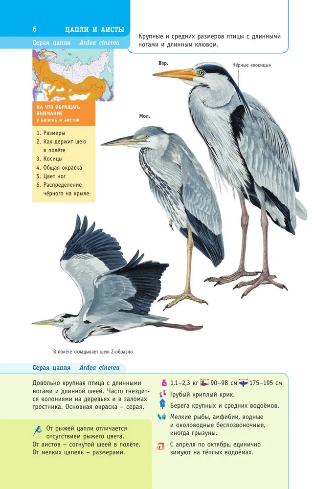 Birds of Russia