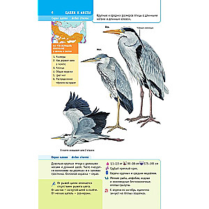 Birds of Russia