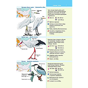 Birds of Russia