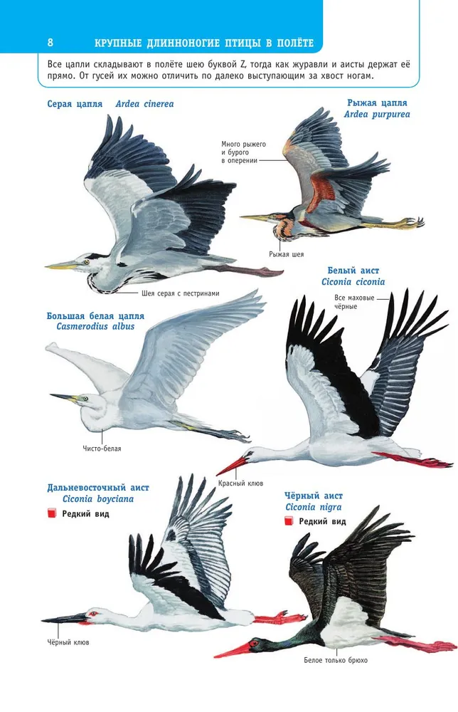Birds of Russia