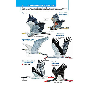 Birds of Russia