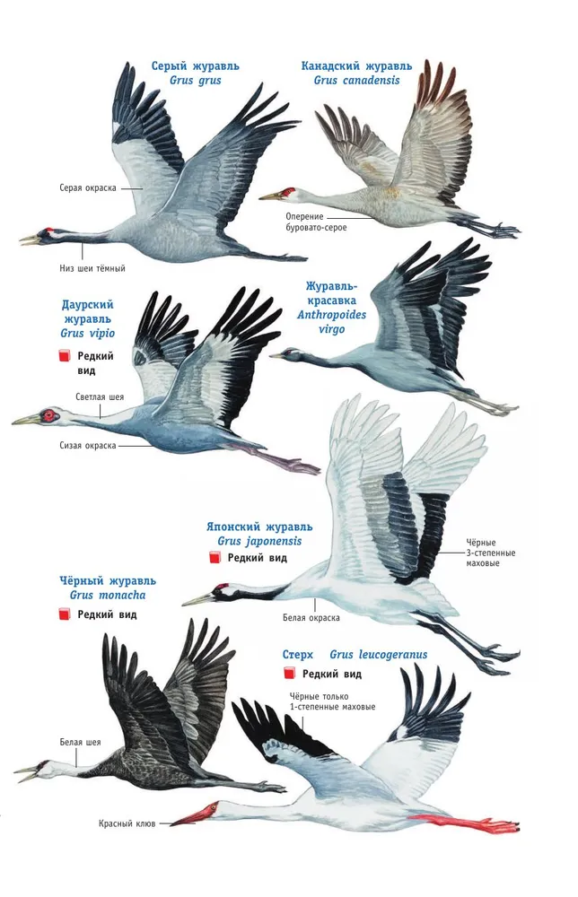 Birds of Russia