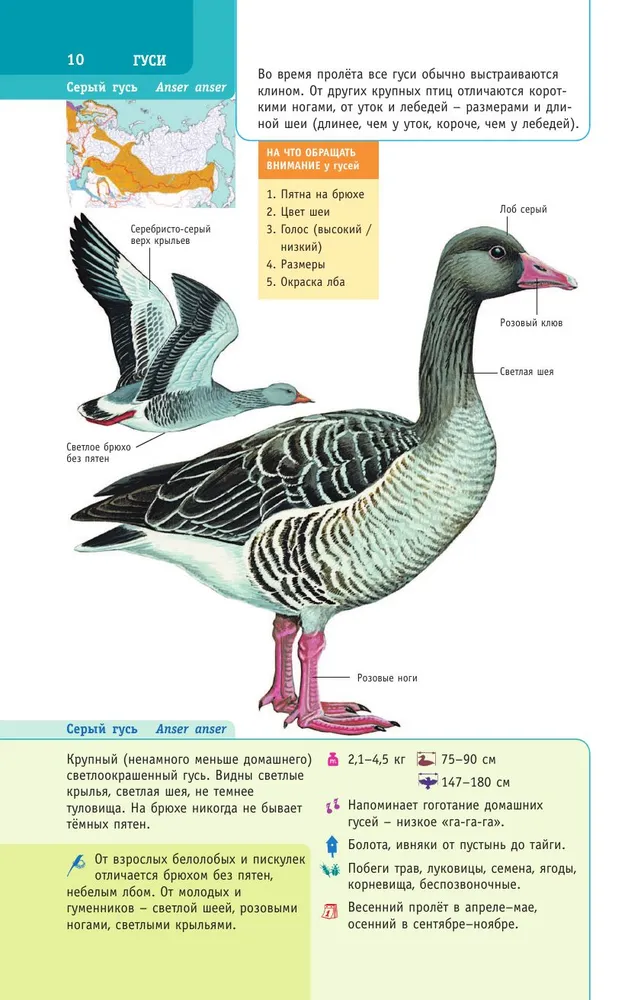 Birds of Russia