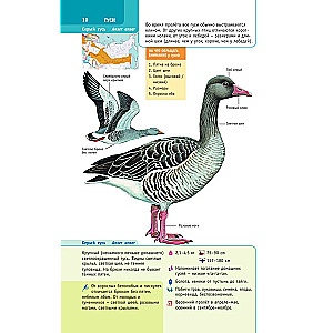 Birds of Russia
