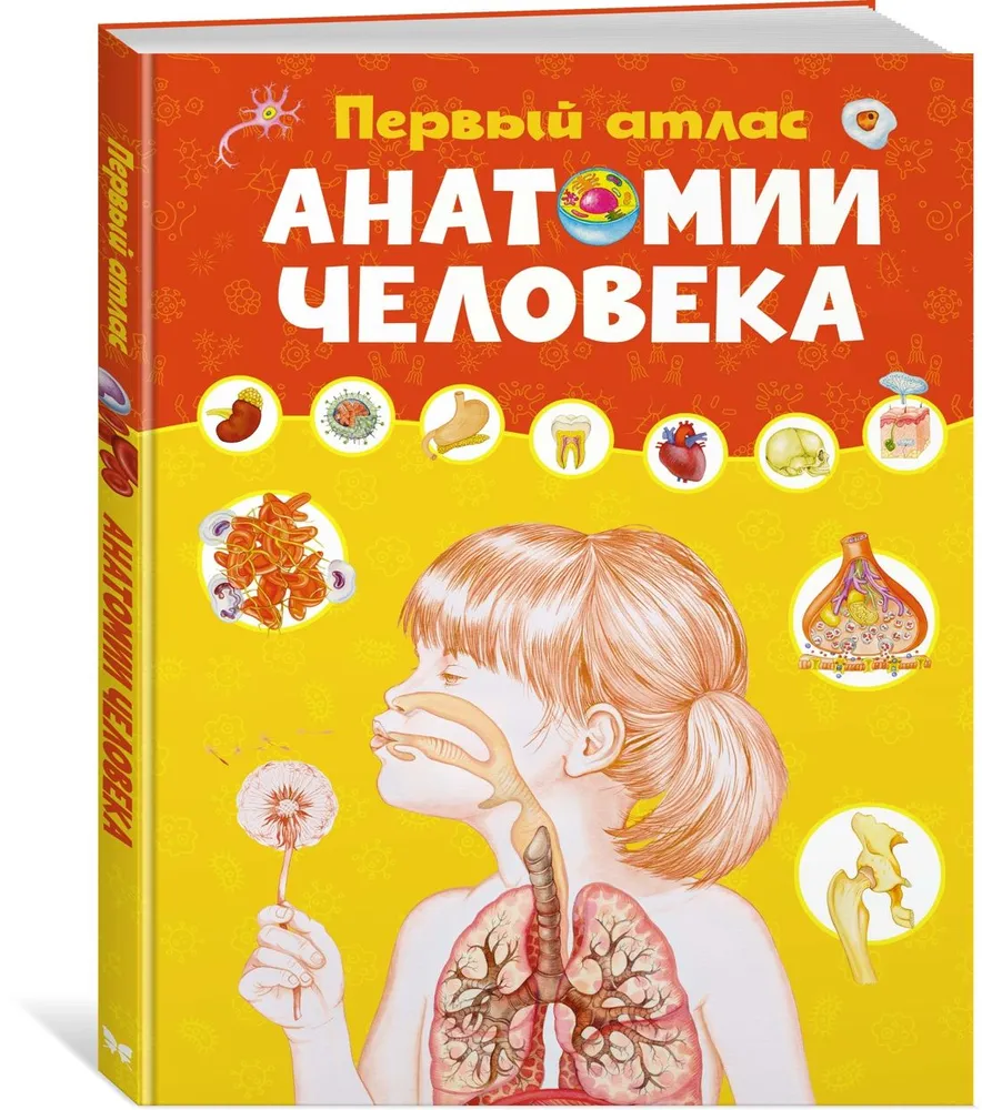 Pirmasis žmogaus anatomijos atlasas