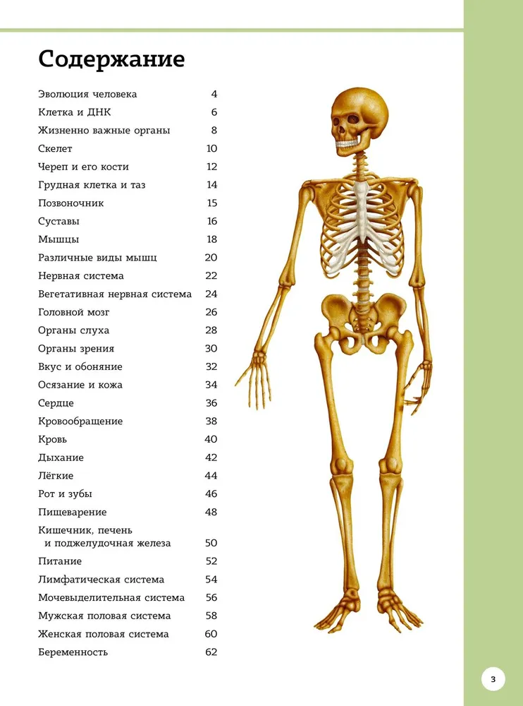 Pirmasis žmogaus anatomijos atlasas