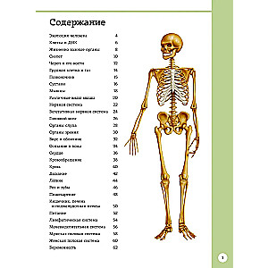 Pirmasis žmogaus anatomijos atlasas