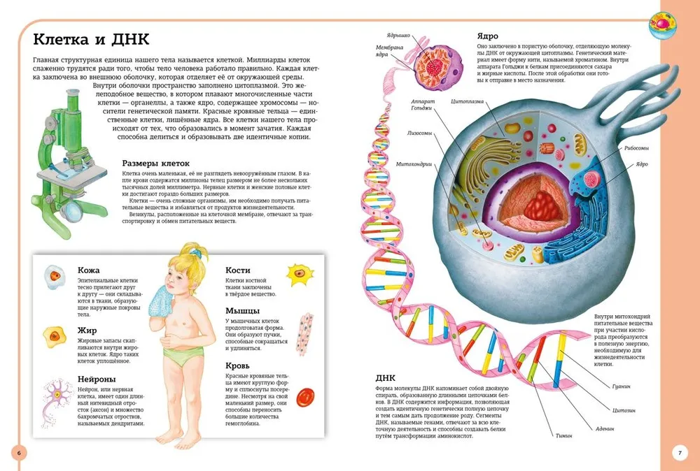 The first atlas of human anatomy