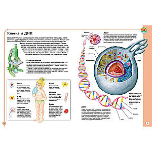 The first atlas of human anatomy