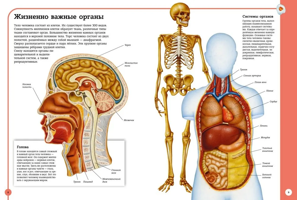 The first atlas of human anatomy