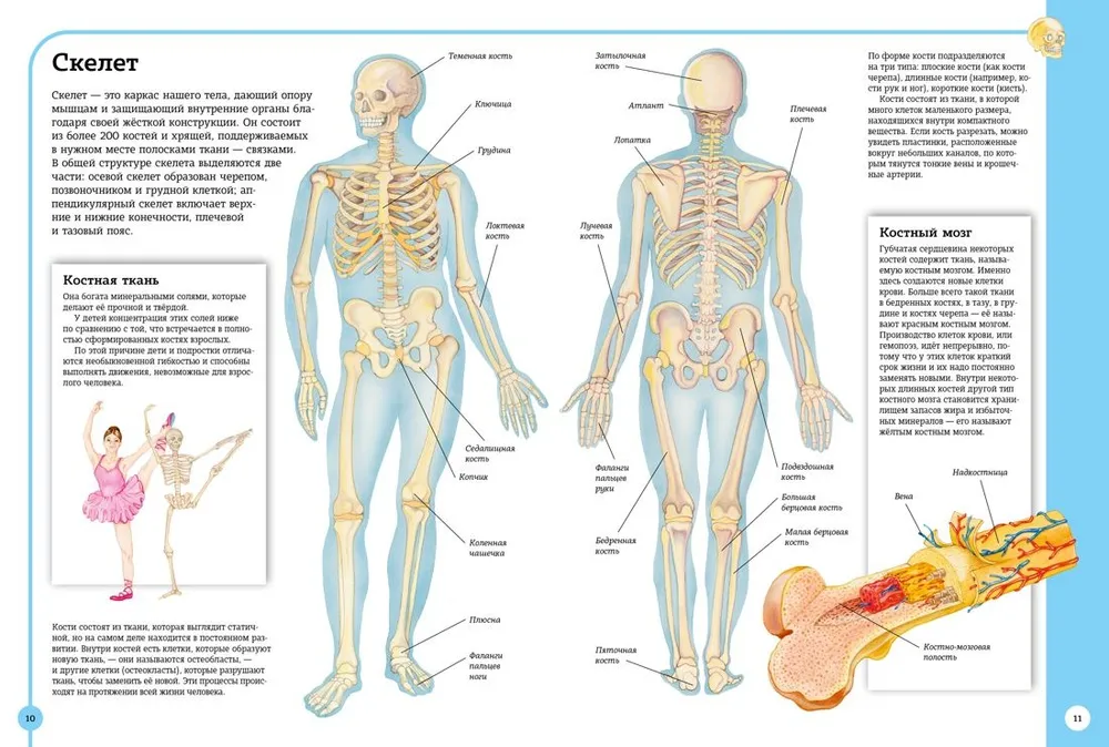 The first atlas of human anatomy