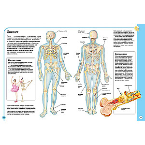 The first atlas of human anatomy
