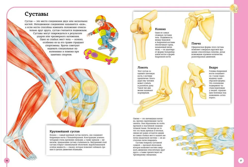 The first atlas of human anatomy